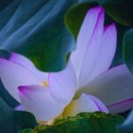 28国际:文化多样性对国际合作的影响 cu45p0x