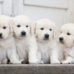 28国际:在全球化中保护本土文化的策略 z8c4rsm